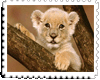 Lion cub sticker