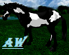 Black Overo Horse
