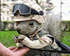 Military Squirrel!