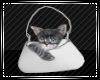 Cute Cat in a Bag