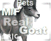 R|C Goat Grey M/F