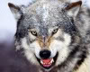 [HD] Wolf sticker