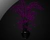 !! Purple Desire Plant2