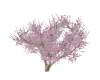 Cherry Fower
