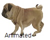 Dog Pug Animation