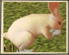 ML Pet the Rabbit