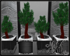 MM~ 4 Potted Trees