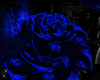 Dark Blue Roses  w /pose