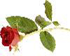 the rose for your love