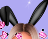Bunny Black Ears