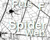 R|C Spider Web Black F