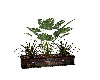 enduit's plants