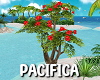 Pacifica Hibiscus Tree