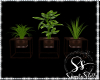 {SS} Indoor Plants 2