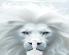 pure white lion bg