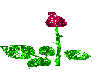 CxE~Blooming Rose!