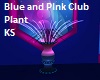 Blue and Pink Club Plant