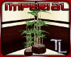 IMPERIAL Potted Bamboo