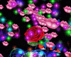 Roses,bubbles bundle