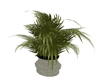 Elegant Palm Plant