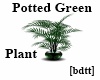 [bdtt]Potted Green Plant