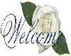 white rose welcome