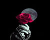 Red Rose in Dark Moon