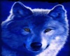 Frameless Blue Wolf pic