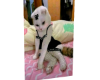 My Cutout 4