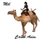 Desert Camel Anim.