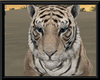 Animated  ~ Tiger