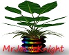 Rainbow Plant
