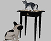 Cat And Dog Together