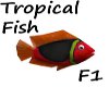 Fish Tropical F1