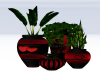 ~Luv Plants 4 Pots