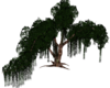 Island oak tree