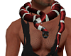  King Snake