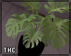 † monstera