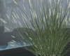 Ornamental Grass