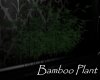 AV Bamboo Plant