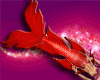 Mermaid Betta Red Tail