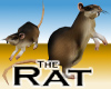 the Rat