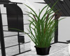 J|Cattails in Black Pot