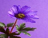 Purple Flower In Frame