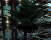 S! Noire Plant