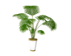 HOUSE PLANT