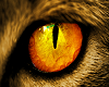 Cat eyes gold
