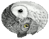 Owl Yin Yang Sticker