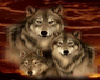 WOLF FAMILY