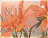SM/My R.Plant Deco
